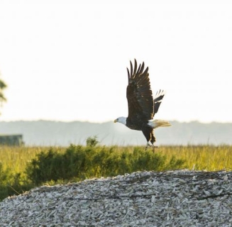 eagle