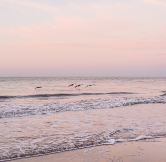 sunset and dolphins