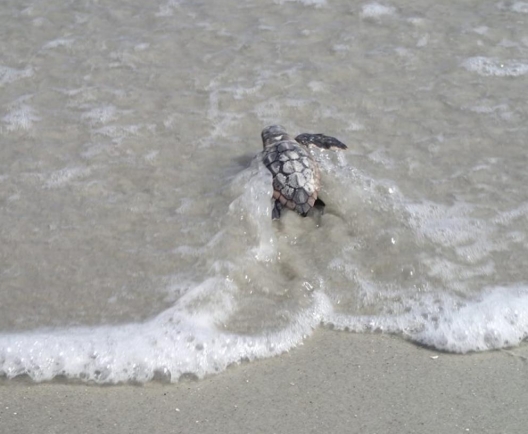 turtle