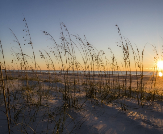 sea grass