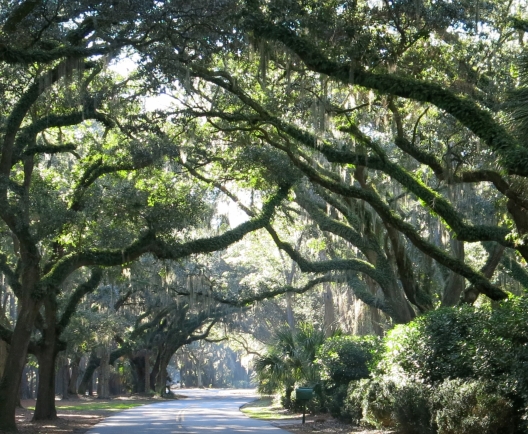 spanish moss covered road
