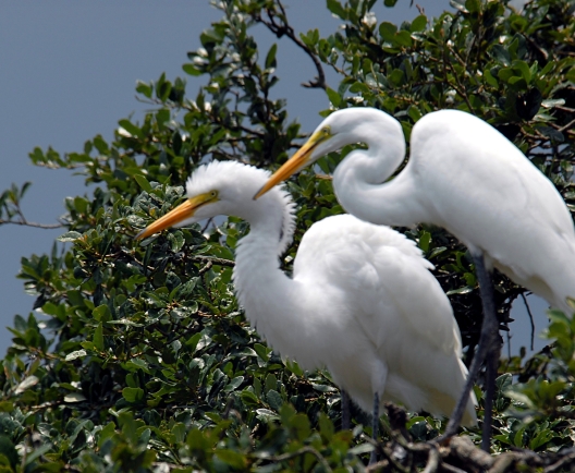 great egret birds