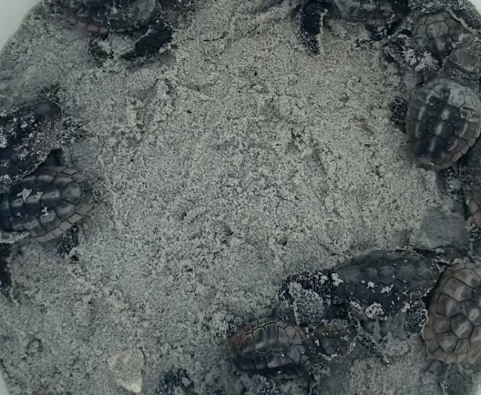 baby sea turtles