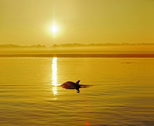 dolphin