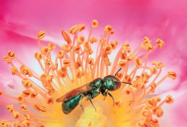 Wild bees