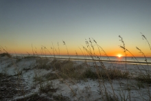 beach with grass