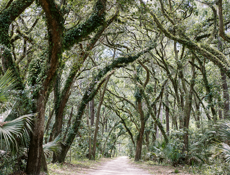River road surrounded by tall trees
